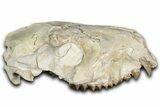 Partial Oreodont (Merycoidodon) Upper Skull - South Dakota #355530-1